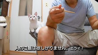 我が家の猫、小太郎くん