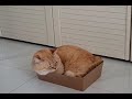 고양이가 상자를 좋아하는 이유...
