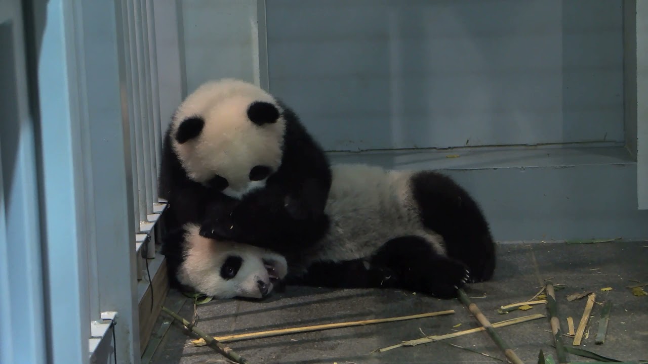 動画 双子パンダを公開へ 来年1月12日から 上野動物園 東京新聞 Tokyo Web 動画 双子パンダを公開へ 来年1月12日から 上野動物園 東京新聞 Tokyo Web