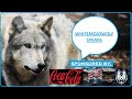 Whitemojowolf speaks coke  peanuts edition