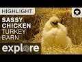 Sassy Chicken - Turkey Barn Livecam Highlight 11/02/17