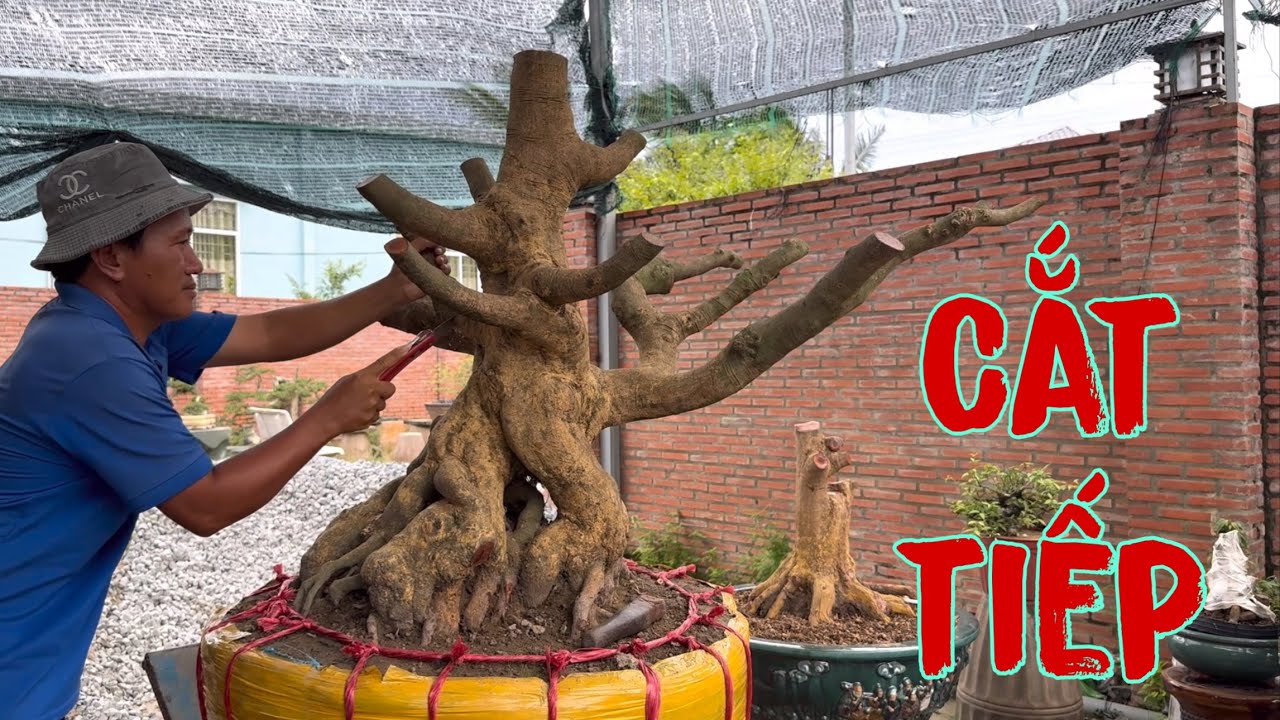 Нарезанный абрикос прямой формы выглядит так красиво.