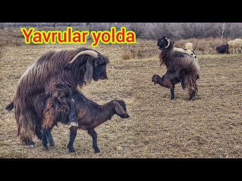 MAHSUN YAYLADAN GELİP OĞLUYLA DÖVÜŞTÜ ~YENİ KEÇİLERLE ÇİFTLEŞTİ