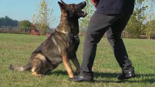 German Shepherd Ultimate ObedienceFast and highly responsive to every command.