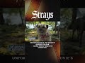 20-Second Review: Strays #review #movie