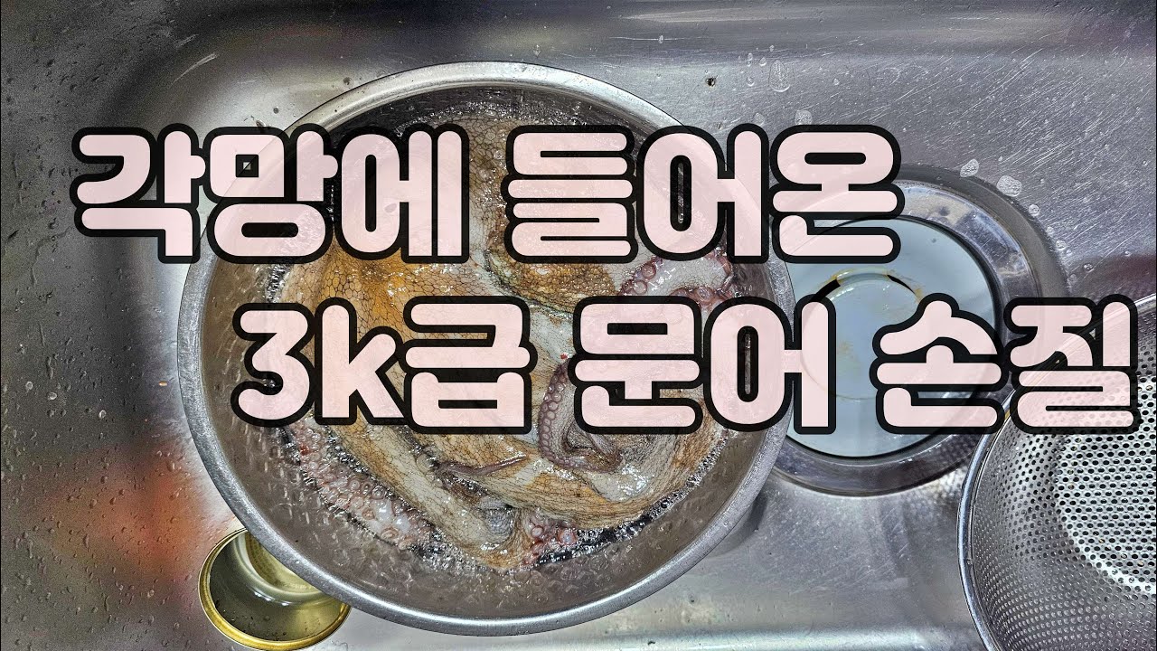 2각망에 들어온 문어손질법