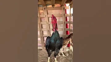 ديك شامو ياباني بيور ماشاءالله تبارك الله 