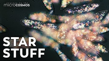 El microcosmos está hecho de materia estelar