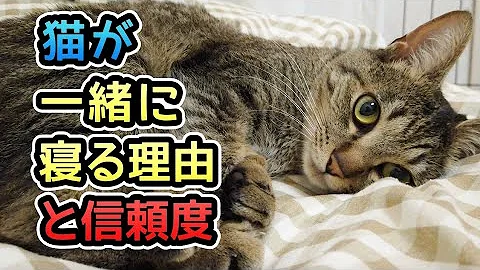 猫が飼い主と寝たがる理由とは Mp3