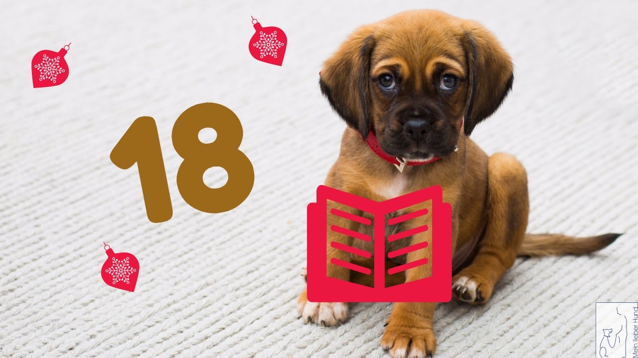 Adventskalender Hund 18 Der Hund lernt noch besser lesen YouTube