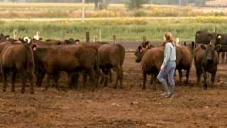 Quality Beef Through Healthy Animal Feed