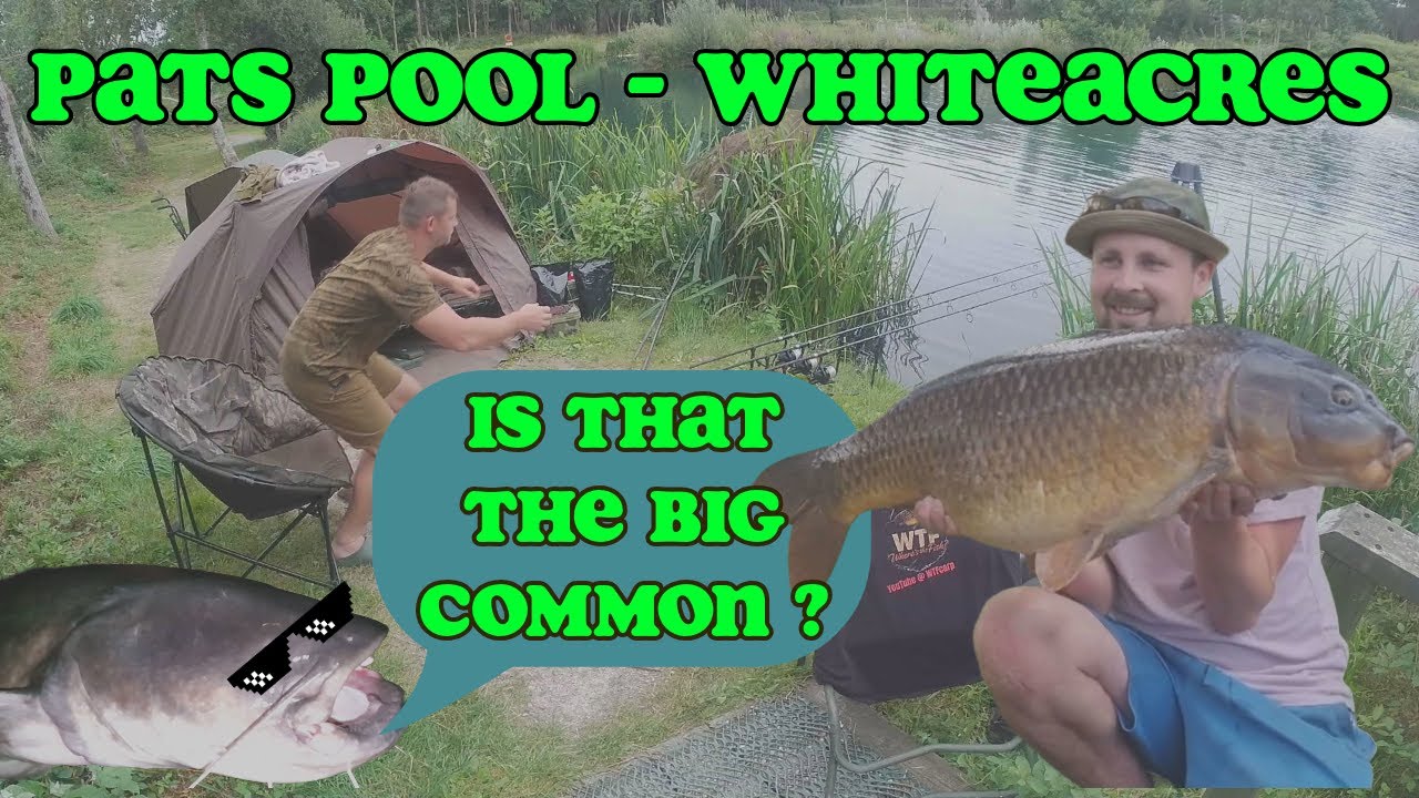 Пэтс Пул - Уайтэйкрес | Крупный обыкновенный карп, сом и белый амур | Карповая рыбалка во время о...