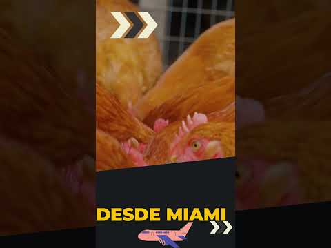 Video: El cometa dorado de pollo