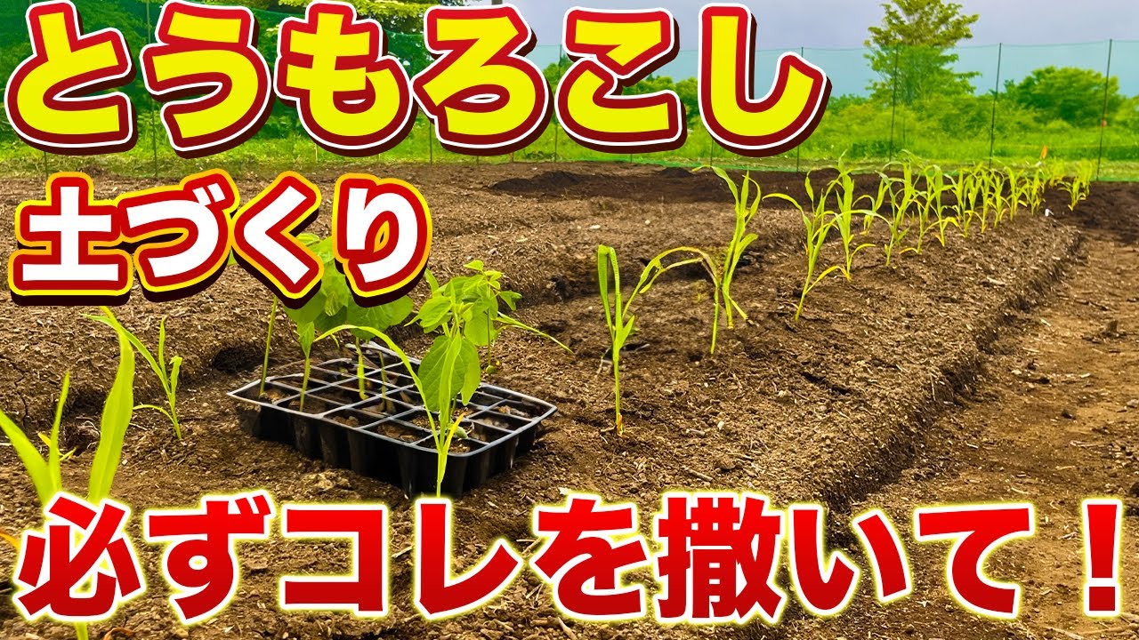 【とうもろこし栽培】大きな実を収穫するためには、必ずコレらを撒いてください！土づくりで差が大きく出ます！