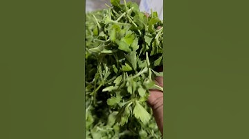 Hoa Cúc Giống Đại Đóa Pha Lê Ninh Giang Khánh Hòa A Nhàn Xuất Nam Định 11/9/2024 ÂL #shorts