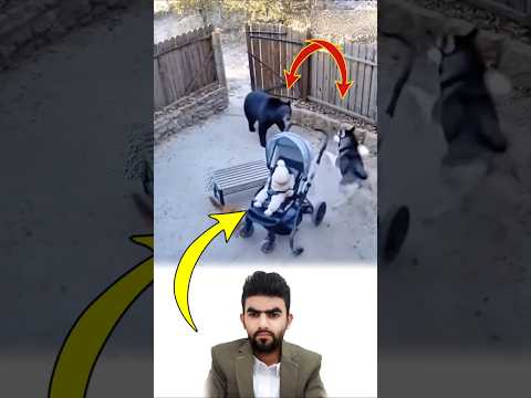 الوفاء لا يقاس بالكلمات بل بالفعل فالكلب وقف حارس ا أمين ا حين اقترب الدب من الطفل  