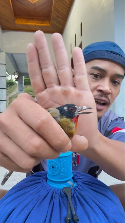 Burung kutilang emas ga jinak jinak #kicaumania #shorts #burungkutilang