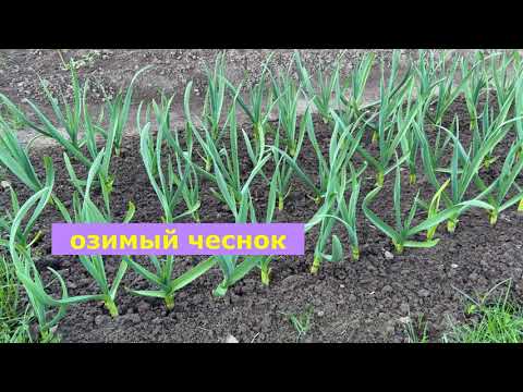 569. ОБЗОР ОГОРОДА 9 МАЯ 2022
