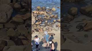 Curious Tourists Approaching and Filming Sea Lions Up-Close
