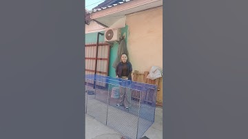 pob tawb qaib #hmoob #qaib #hmoobtxojkevuaneej