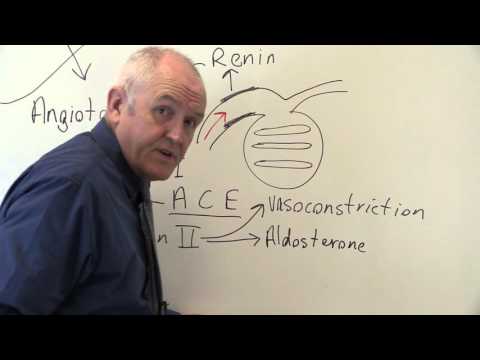 Renal System 10, Maintance of blood pressure