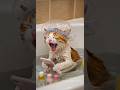AI猫にゃんこちんが大慌て!?その理由は・・・#Shorts