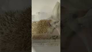 Hedgehog throwing a temper tantrum #hedgehoglover #cute #pets