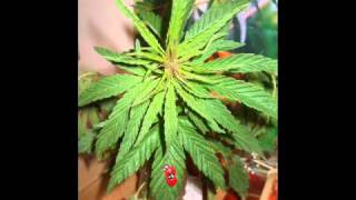 Gatos Sucios - Fantasmas