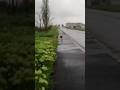 Another dog attack 🐶 / Очередное нападение собак 🐕 + #dog #dogs