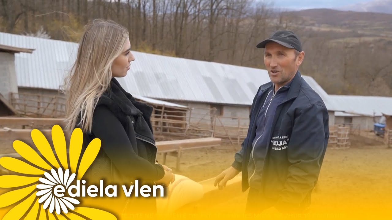 Një ditë në fermën e deleve të familjes Muja, në Zhur të Prizrenit