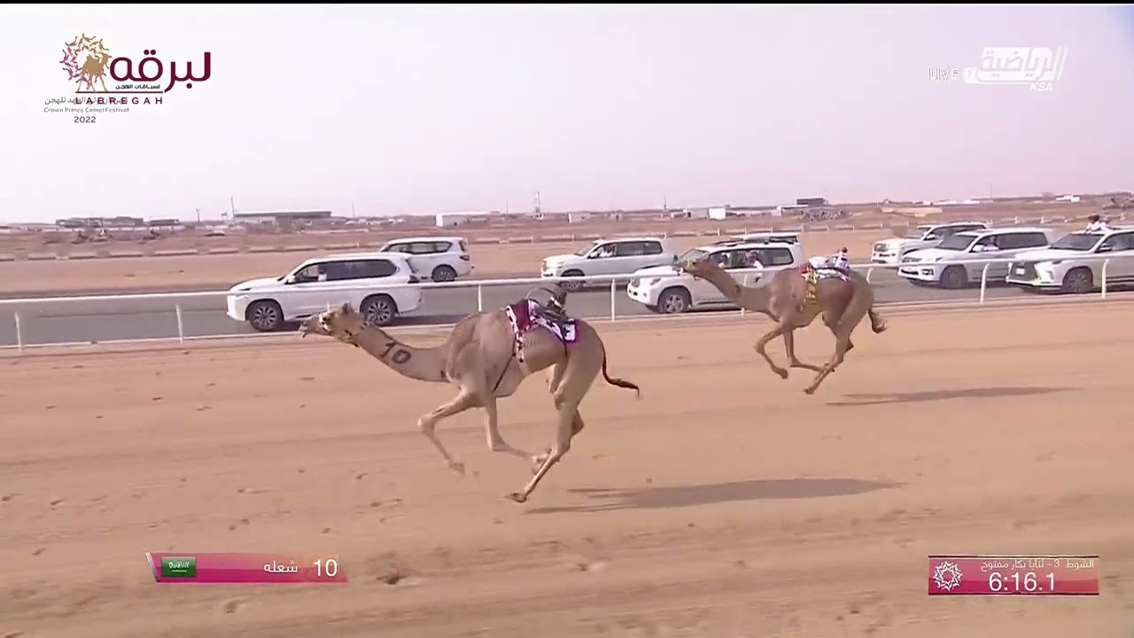 ش3 صبحا لـ هجن الطايلات - مهرجان ولي العهد بالسعودية -مساء 8-8-2022- ثنايا بكار مفتوح 8:05:62