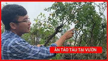 Cây Táo Tàu tại nhà vườn Ngọc Lâm đã chuẩn bị chín rồi đây ạ, quả ăn giòn và ngọt. Lh: 092.391.6866