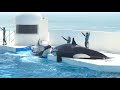 ◆鴨川シーワールド　シャチパフォーマンス（2018．07．29）10：00~ ◆