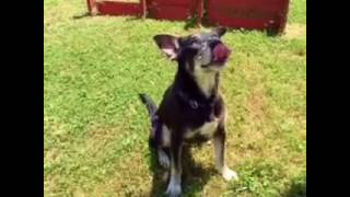 ******SAVED !!*****    PAWS****Murfreesboro, TN