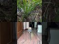 😱😱😱 omg #YouTubeShorts #Shorts #Viral #Trending #New * #Explore #MustWatch #WatchNow #ForYou