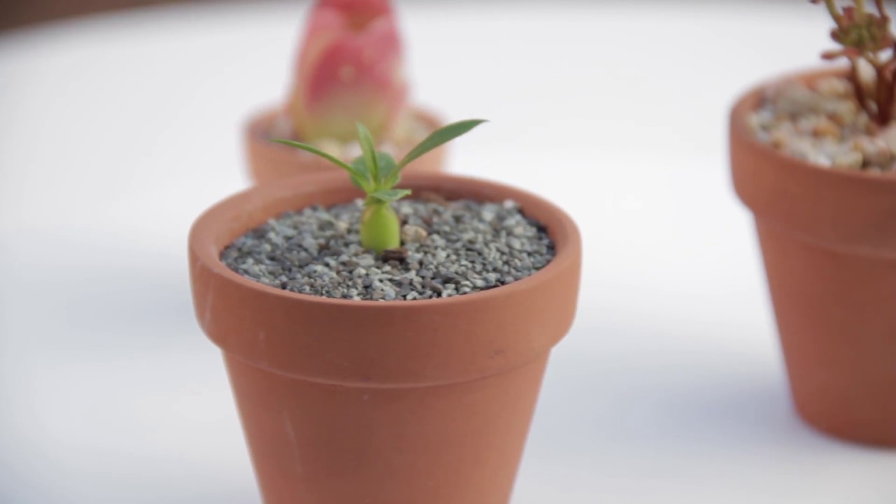 Beautiful Mini Succulents Perfect For Fairy Gardens