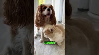 Kazağı Kim Yırttı ?