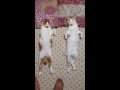 倒れた猫 その2