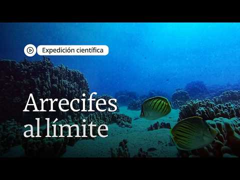 Reefs on the brink: the slow collapse beneath the waters of Rapa Nui in Chile | Scientific Expedi...