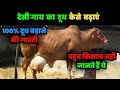 देसी गाय का दूध कैसे बढ़ाएं | ये बात कोई नहीं बताएगा 😳 | Desi cow farm management । feed management