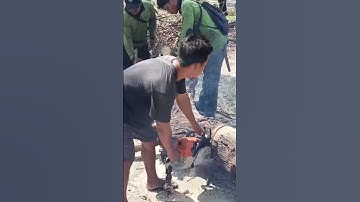 large mango tree cutting skill technique #shortvideo #treecutting #chainsaw