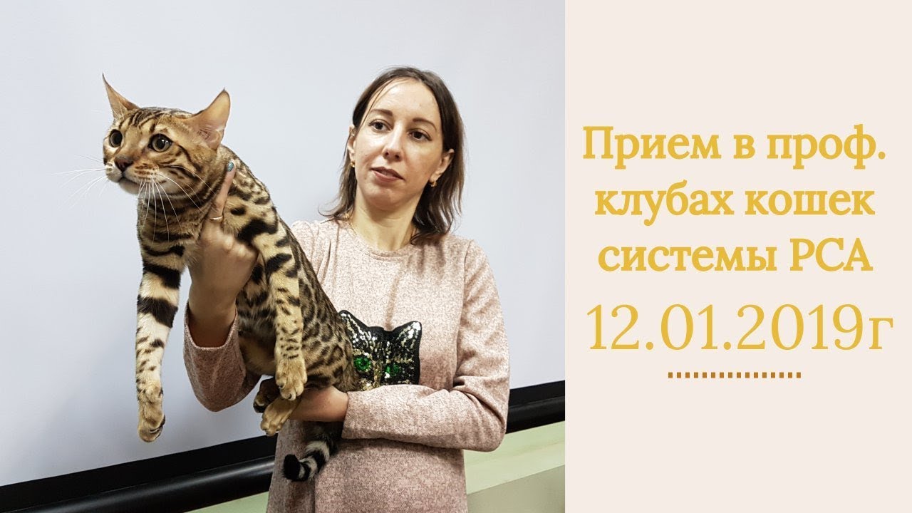 кошки породы Прием в проф. клубах кошек PCA 12.01.2019г