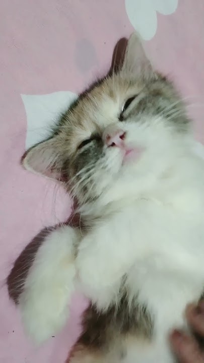 How To Make Cat Sleep catlover YouTube how-to-make-cat-sleep-catlover-youtube