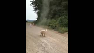 Dog stop tornado #shorts #subscribe #dog #tornado #funnyvideo #funny #funnycatsanddogs #funnyanimals