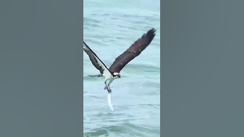 رعد الكردي | (قال فمن ربكما يا موسى) #تلاوات #رعد_الكردي #explore #اكسبلور #ترند #السعودية