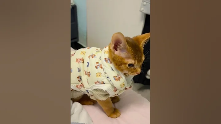 Video 11686611: cat kitten pets funnycat, laugh funny cat