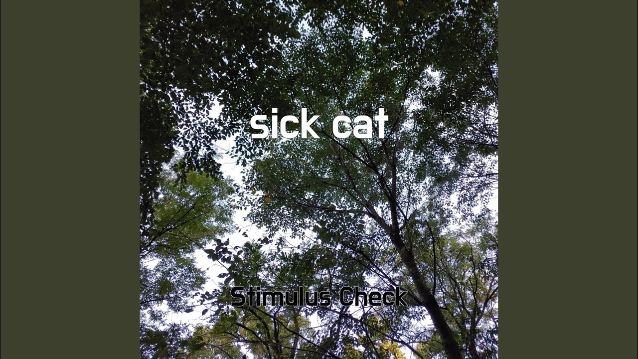 Watch sick cat on YouTube Watch sick cat on YouTube