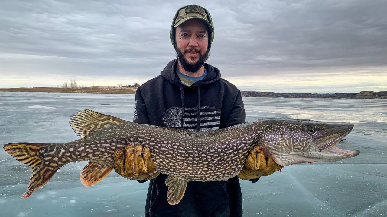 Spearing a 40 inch Northern Pike - YouTube