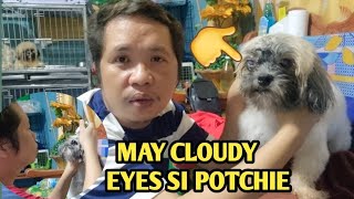 Dogs Cloudy Eyes Treatment  Using Gentamicine Sulfate