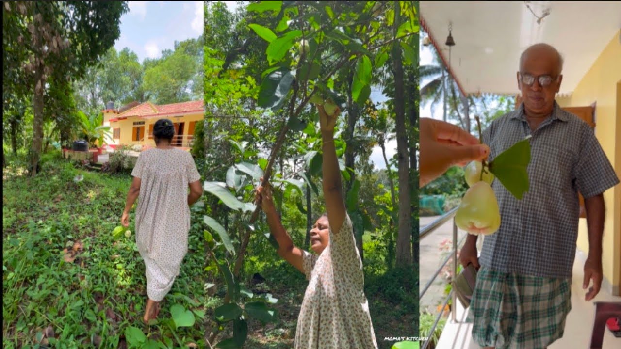 മഴ ഒന്ന് തോർന്നപ്പോൾ ഒന്ന് പുറത്തേക്ക് ഇറങ്ങിയതാ ഒരു നേരത്തെ കറിക്ക് ഉള്ളതായി😋👇